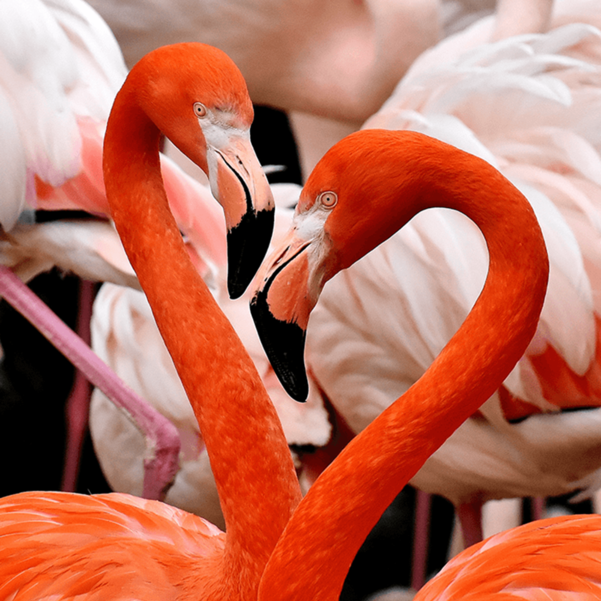 flamant